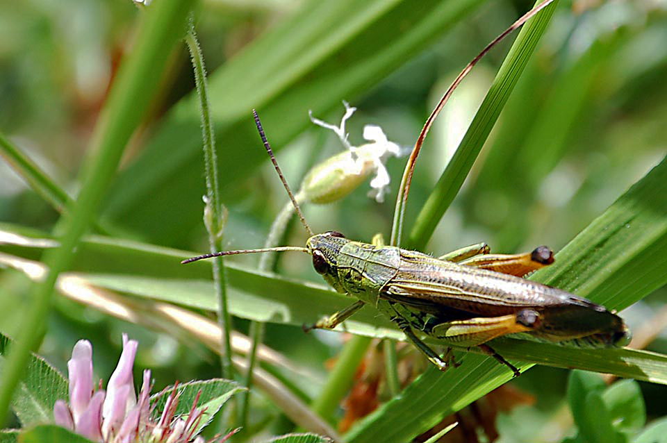 Stauroderus scalaris